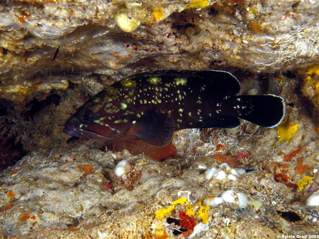 Epinephelus marginatus juvenile